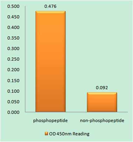 NFAT5 (phospho Ser155) rabbit pAb