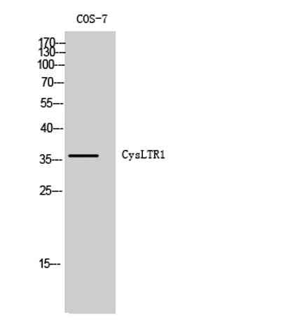 CysLTR1 rabbit pAb