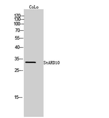 StARD10 rabbit pAb