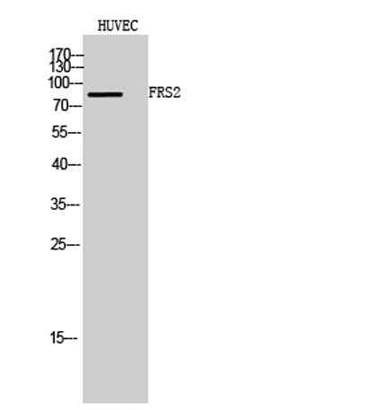 FRS2 rabbit pAb