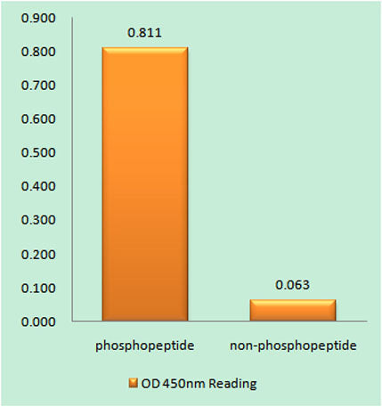KIF2C (phospho Ser95) rabbit pAb 50µL/100µL