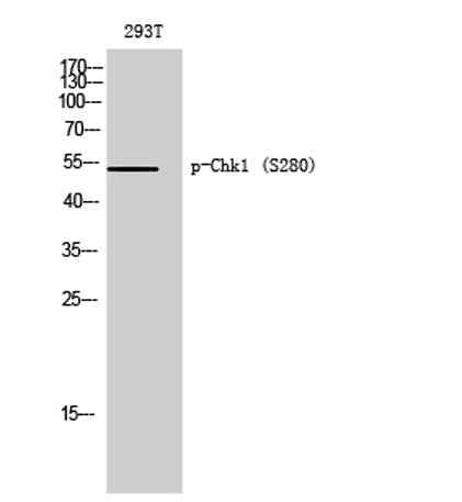 Chk1 (phospho Ser280) rabbit pAb