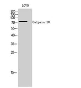 Calpain 10 rabbit pAb