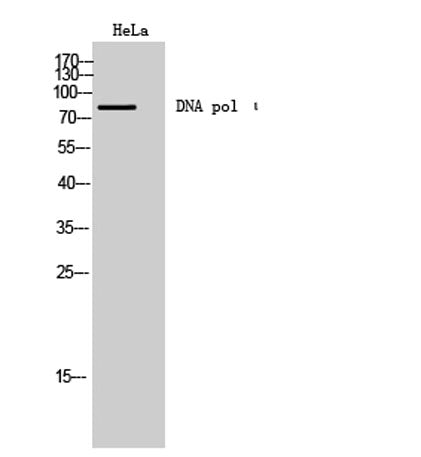 DNA pol ι rabbit pAb 50µL/100µL
