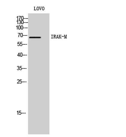 IRAK-M rabbit pAb