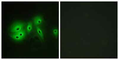 A Cyclase VIII rabbit pAb