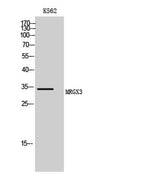MRGX3 rabbit pAb