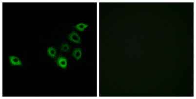 Olfactory receptor 51S1 rabbit pAb