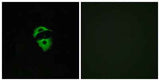Olfactory receptor 2D2 rabbit pAb
