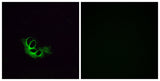 Olfactory receptor 56A1 rabbit pAb 50µL/100µL