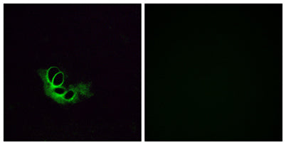 Olfactory receptor 56A1 rabbit pAb 50µL/100µL