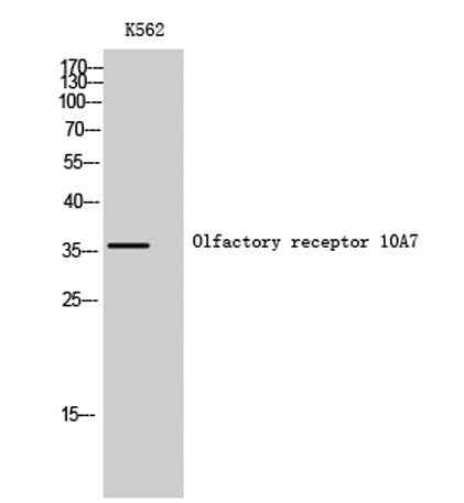 Olfactory receptor 10A7 rabbit pAb