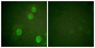Histone H4 (phospho Ser47) rabbit pAb