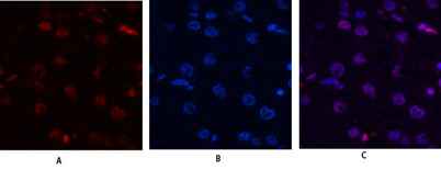 Histone H4 rabbit pAb