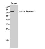 Relaxin Receptor 2 rabbit pAb