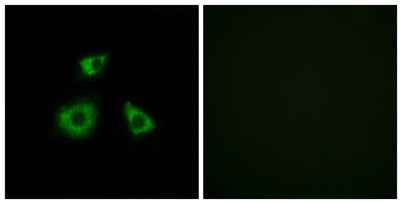 MRP-L52 rabbit pAb