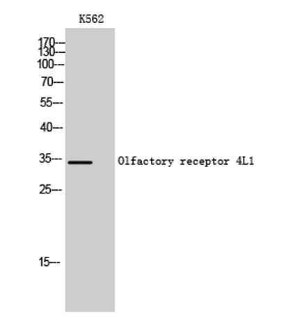 Olfactory receptor 4L1 rabbit pAb