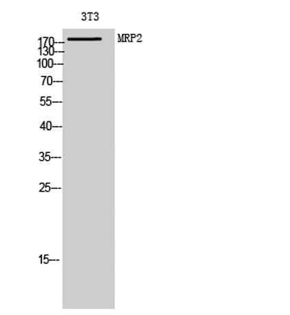 MRP2 rabbit pAb