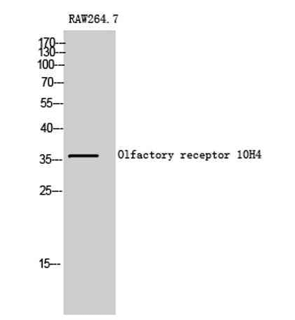 Olfactory receptor 10H4 rabbit pAb