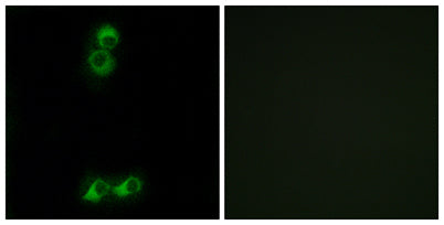 Olfactory receptor 10J5 rabbit pAb 50µL/100µL