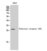 Olfactory receptor 10X1 rabbit pAb