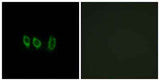 Cystatin L1 rabbit pAb
