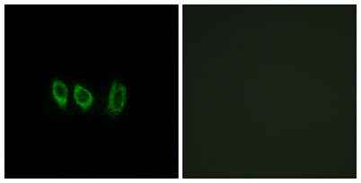 Cystatin L1 rabbit pAb