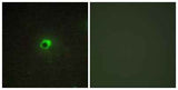 ACTR-IC rabbit pAb