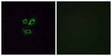 Olfactory receptor 2Y1 rabbit pAb