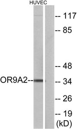 Olfactory receptor 9A2 rabbit pAb 50µL/100µL