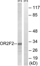 Olfactory receptor 2F2 rabbit pAb