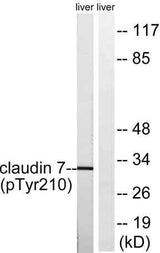 Claudin-7 (phospho Tyr210) rabbit pAb