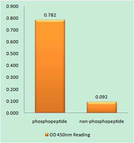 CREB-1 (phospho Thr100) rabbit pAb 50µL/100µL