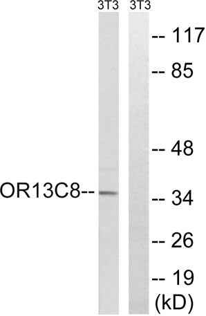 Olfactory receptor 13C8 rabbit pAb