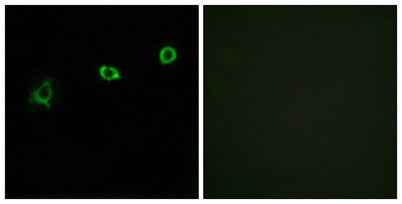 Olfactory receptor 1N1 rabbit pAb