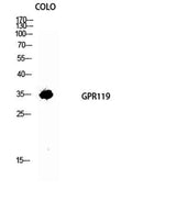 GPR119 rabbit pAb