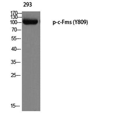 c-Fms (phospho Tyr809) rabbit pAb 50µL/100µL