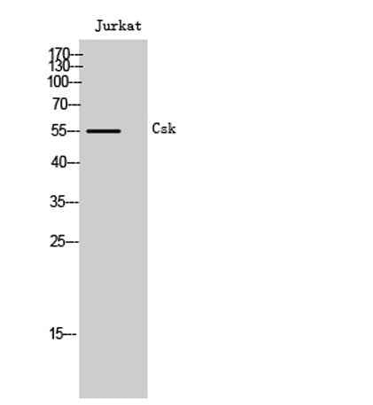 Csk rabbit pAb