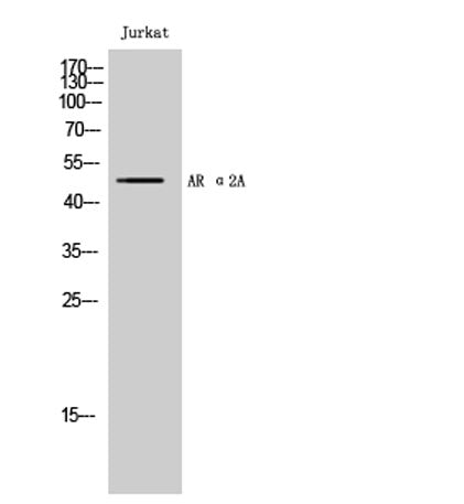 AR α2A rabbit pAb 50µL/100µL