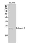 Cathepsin G rabbit pAb