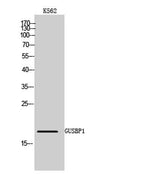 GUSBP1 rabbit pAb