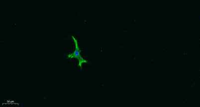 AR-β3 rabbit pAb