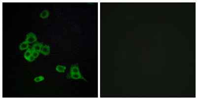 CYP2C8 rabbit pAb