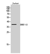 DHHC-15 rabbit pAb