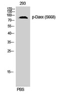 Daxx (phospho Ser668) rabbit pAb