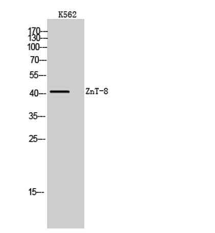 ZnT-8 rabbit pAb