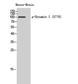 Dynamin I (phospho Ser778) rabbit pAb