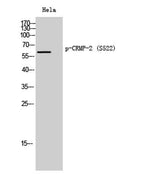 CRMP-2 (phospho Ser522) rabbit pAb