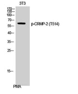 CRMP-2 (phospho Thr514) rabbit pAb