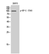 EF-2 (phospho Thr56) rabbit pAb